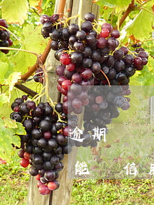 逾期記錄辦得了信用卡嗎（有逾期記錄多久才能辦信用卡）