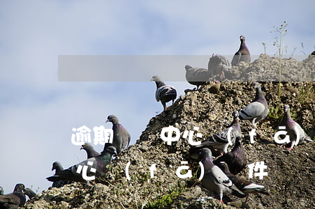 逾期訴訟中心發(fā)郵件-逾期訴訟中心發(fā)郵件