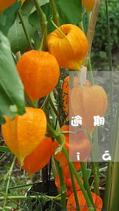 逾期說聯(lián)系居委會(逾期聯(lián)系村委會)
