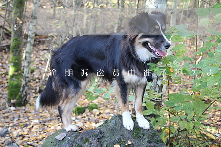 逾期诉讼费由谁承担？责任归属探讨