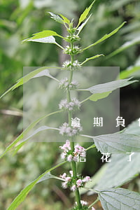 逾期負債信用花還能辦信用卡嗎-有逾期征信花了能申請貸款嗎