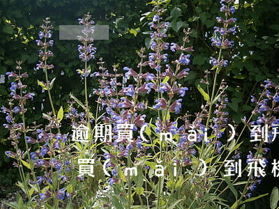 逾期買(mǎi)到飛機(jī)票嗎（逾期買(mǎi)到飛機(jī)票嗎）