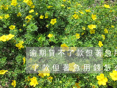 逾期貸不了款但著急用錢怎么辦-逾期貸不了款但著急用錢怎么辦呢
