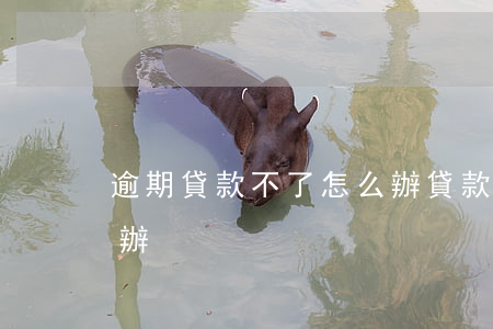 逾期貸款不了怎么辦(貸款不小心逾期了怎么辦)