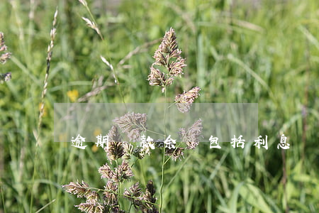 逾期貸款余額包括利息嗎(逾期利息是多少)