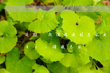逾期貸款催收流程怎么走(貸款逾期上門(mén)催收怎么辦)