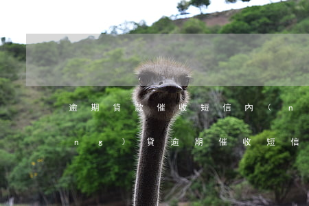 逾期貸款催收短信內(nèi)容(網(wǎng)貸逾期催收短信內(nèi)容)