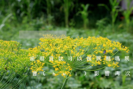 逾期貸款可以做展期嗎(展期會(huì)不會(huì)影響再次貸款)