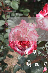 逾期貸款在哪可以借錢(哪個借錢軟件貸款逾期也可以借的)