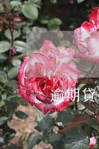 逾期貸款怎么還合理（逾期貸款怎么還合理）