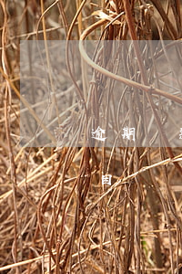 逾期貸款放在哪個科目(逾期貸款放在哪個科目)