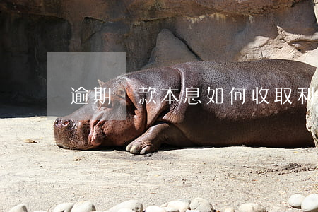 逾期貸款本息如何收取(利息逾期怎么辦理)