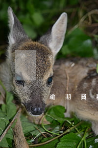逾期貸款的定義 逾期貸款包括