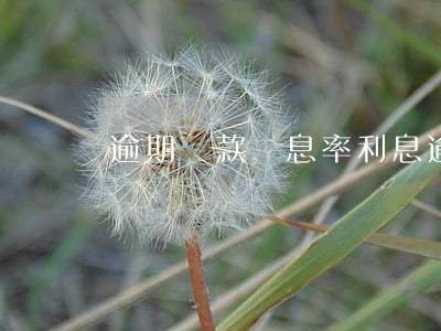 逾期貸款罰息率利息(逾期還款罰息利率)