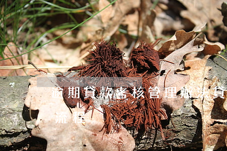 逾期貸款考核管理辦法(貸款逾期處理的基本流程)