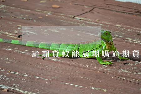 逾期貸款能展期嗎(逾期貸款能展期嗎貼吧)