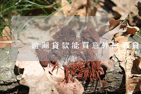 逾期貸款能買意外險嗎(貸款必須買意外險嗎)
