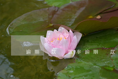 逾期貸款處置率(逾期貸款管理辦法)