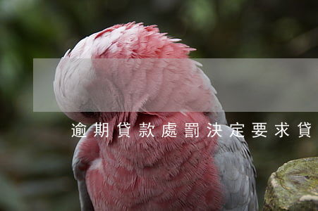 逾期貸款處罰決定要求(貸款對逾期的要求)