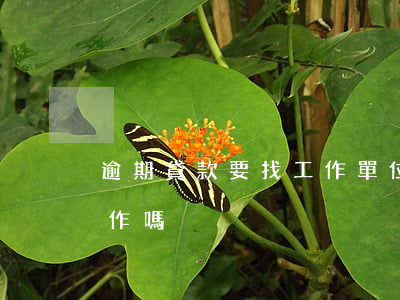 逾期貸款要找工作單位嗎(征信逾期影響找工作嗎)