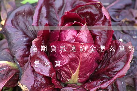 逾期貸款違約金怎么算(銀行貸款逾期違約金怎么算)