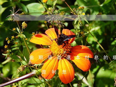 逾期貸款還本付息的順序(逾期還款先還本金還是利息)