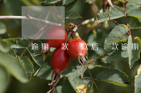 逾期貸款還款后還款(逾期還款后還能貸款嗎)