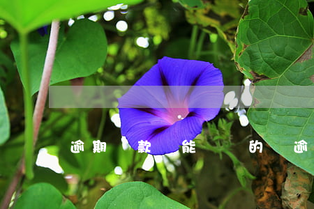 逾期貸款還能貸別的嗎(逾期貸款還能貸別的嗎)