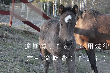 逾期費(fèi)用法律怎么規(guī)定-逾期費(fèi)用法律怎么規(guī)定