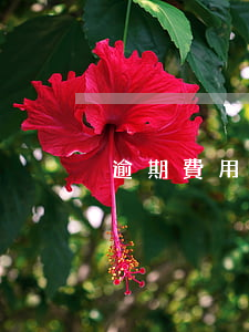 逾期費用怎么查詢-查逾期的軟件