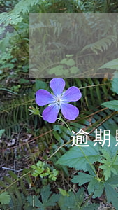 逾期賬戶余額(逾期賬戶余額怎么還款)