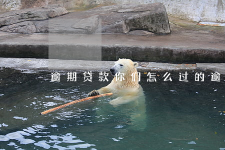 逾期贷款你们怎么过的(逾期如何贷款)