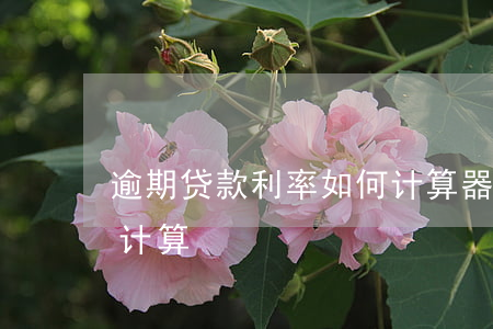 逾期贷款利率如何计算器(逾期贷款利息怎么计算)