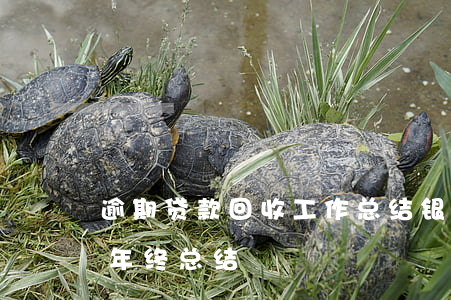 逾期贷款回收工作总结(银行催收不良贷款的年终总结)
