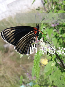 逾期贷款基本概述答案(逾期贷款是指)