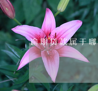 逾期贷款属于哪个科目(什么是贷款逾期)