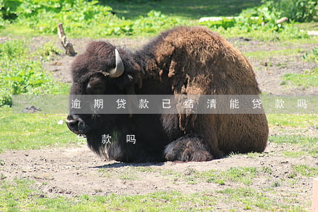 逾期贷款已结清能贷款吗(逾期贷款已结清能贷款吗)