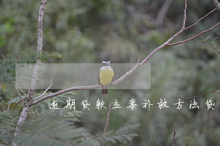 逾期贷款立案补救方法(贷款逾期如何补救)