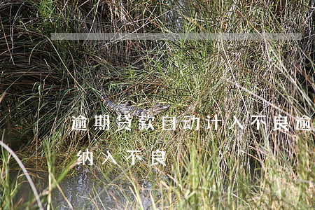 逾期贷款自动计入不良(逾期30天以上贷款纳入不良)