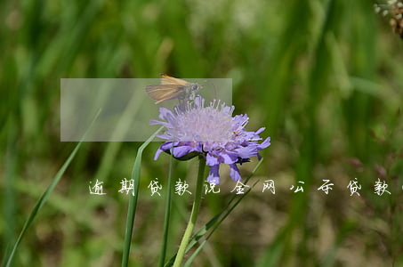 逾期贷款说全网公示 贷款逾期全网公布