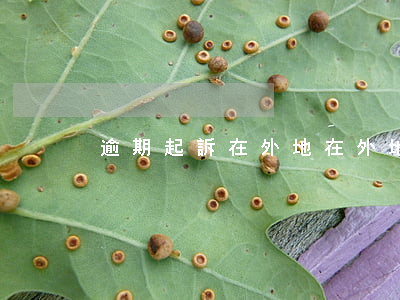 逾期起訴在外地 在外地被起訴