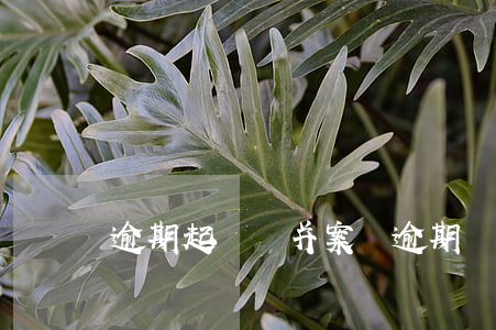 逾期起訴會并案嗎(逾期會被告嗎)