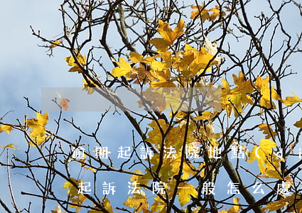 逾期起訴法院地點(diǎn)(如果逾期被起訴法院一般怎么處理)
