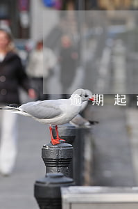 逾期起訴生效如何上訴(逾期上訴的法律后果)