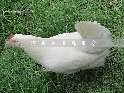 逾期起訴能賣房