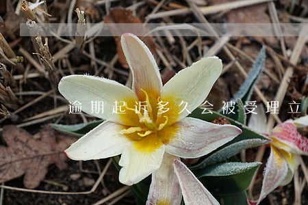 逾期起诉多久会被受理立案
