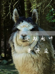 逾期起诉说要妻子一起出庭(贷款逾期被告了要开庭)