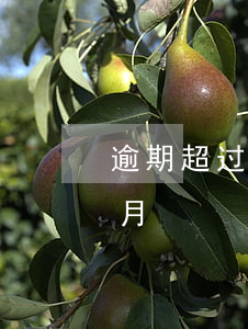 逾期超过六个月起诉的案例-连续逾期六个月