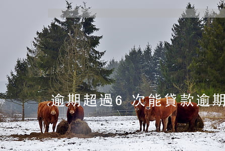 逾期超過6次能貸款(逾期超過6次能貸款)