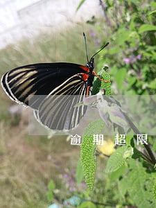 逾期超限怎么辦貸款(貸款逾期金額)